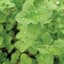 MARJORAM, SWEET - 1/4 OZ EACH — thumbnail 1 of 2