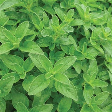 OREGANO (VULGARE) 1/4 OZ. EACH — photo 1 of 2
