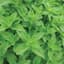 OREGANO (VULGARE) 1/4 OZ. EACH — thumbnail 1 of 2