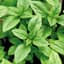 Basil, Large Leaf Italian 1/2oz — thumbnail 1 of 2