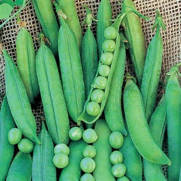 Peas, Lincoln Treated 50lb — photo 1 of 2