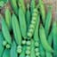 Peas, Lincoln Treated 50lb — thumbnail 1 of 2