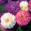Aster, Crego Mixed Lbs — thumbnail 1 of 2