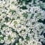 Alyssum, Carpet Of Snow Lbs — thumbnail 1 of 2