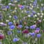 BACHELOR BUTTON LBS TALL MIX — thumbnail 1 of 2
