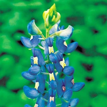 Blue Bonnet, Texas Lbs — photo 1 of 2