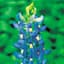 Blue Bonnet, Texas Lbs — thumbnail 1 of 2