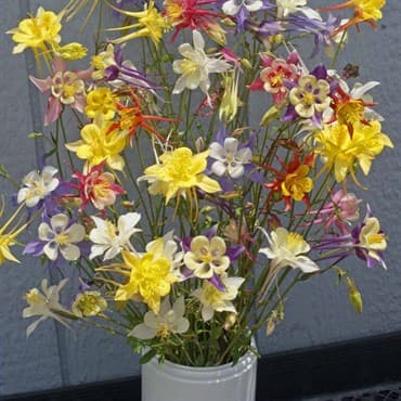 COLUMBINE, MCKANA GIANT MIX LBS — photo 1 of 2