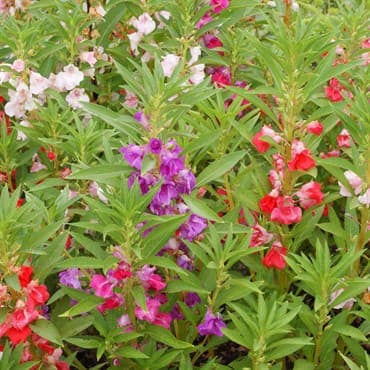 Balsam, Camellia Flower Mix Lbs — photo 1 of 2
