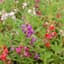 Balsam, Camellia Flower Mix Lbs — thumbnail 1 of 2