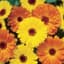 Calendula, Pacific Beauty Mix Lbs — thumbnail 1 of 2
