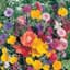 North America Wildflower Mix 1/2oz — thumbnail 1 of 2