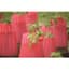 Bosmere Kozy Coats Water Filled Teepee Plant Protector 2PK — thumbnail 1 of 2