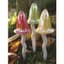 Potting Shed 3pc Toadstool Golden Boxed — thumbnail 1 of 2