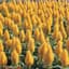 Celosia, Yellow Castle 1000 Seed Count — thumbnail 1 of 2