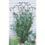 Panacea 80" Black Forged Fan Trellis With Leaves — thumbnail 1 of 2