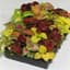 Coleus, Wizard Mix 1000 Seed Count — thumbnail 1 of 2