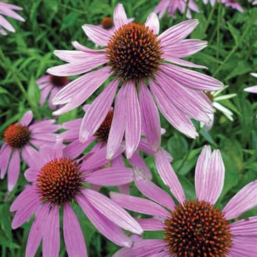 Coneflower, Purple Lbs — photo 1 of 2