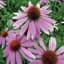 Coneflower, Purple Lbs — thumbnail 1 of 2