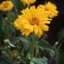Coreopsis, Sunburst Lbs — thumbnail 1 of 2