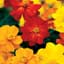 Cosmos, Bright Light Mix Lbs — thumbnail 1 of 2