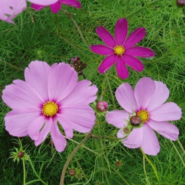 Cosmos, Sensation Mix Lbs — photo 1 of 2