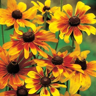 Daisy, Gloriosa Single 1/16oz — photo 1 of 2