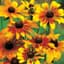 Daisy, Gloriosa Single 1/16oz — thumbnail 1 of 2