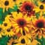 Daisy, Rudbeckia Hirta 1/4oz — thumbnail 1 of 2