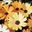 AFRICAN DAISY AURANTIACA MIX LBS — thumbnail 1 of 2