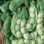 Limas, Cangreen/ Thorgreen 1lb — thumbnail 1 of 2