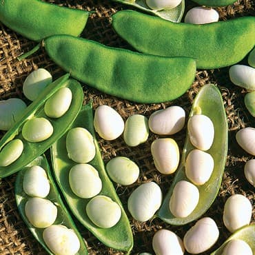 Limas, White Dixie Butterpea 50lb — photo 1 of 2