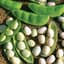 Limas, White Dixie Butterpea 50lb — thumbnail 1 of 2