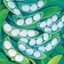 Limas, White Henderson 1/2lb — thumbnail 1 of 2