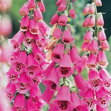 Digitalis, Foxy Annual Lbs — photo 1 of 2