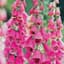 Digitalis, Foxy Annual Lbs — thumbnail 1 of 2