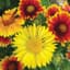 GAILLARDIA, BLANKETFLOWER LBS — thumbnail 1 of 2