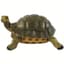 MCarr Turtle Medium — thumbnail 1 of 2