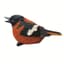 MCarr Oriole Chirper — thumbnail 1 of 2