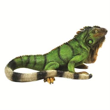 MCarr Iguana Medium — photo 1 of 2