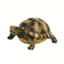 MCarr Desert Turtle — thumbnail 1 of 2