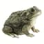 MCarr Texas Toad — thumbnail 1 of 2