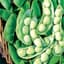 Limas, Thorogreen Treated 50lb — thumbnail 1 of 2