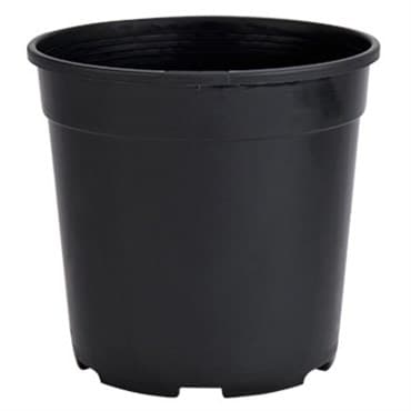 DLN 01.00QT PEREN POT T/W TL  BLK 475/CS 33CS/PL — photo 1 of 2