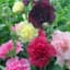 HOLLYHOCK - SUMMER CARNIVAL LBS — thumbnail 1 of 2
