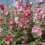 Hollyhock, Indian Spring Lbs — thumbnail 1 of 2