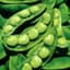 Limas, King Of Garden Pole 1lb — thumbnail 1 of 2