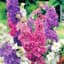 Larkspur, Giant Mixed 1/4oz — thumbnail 1 of 2