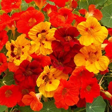 Nasturtium, Jewel Mix oz — photo 1 of 2