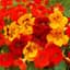 Nasturtium, Jewel Mix oz — thumbnail 1 of 2